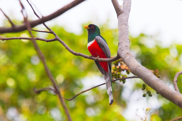 Private Rincón de la Vieja Bird Watching Tour - Photo 1 of 14